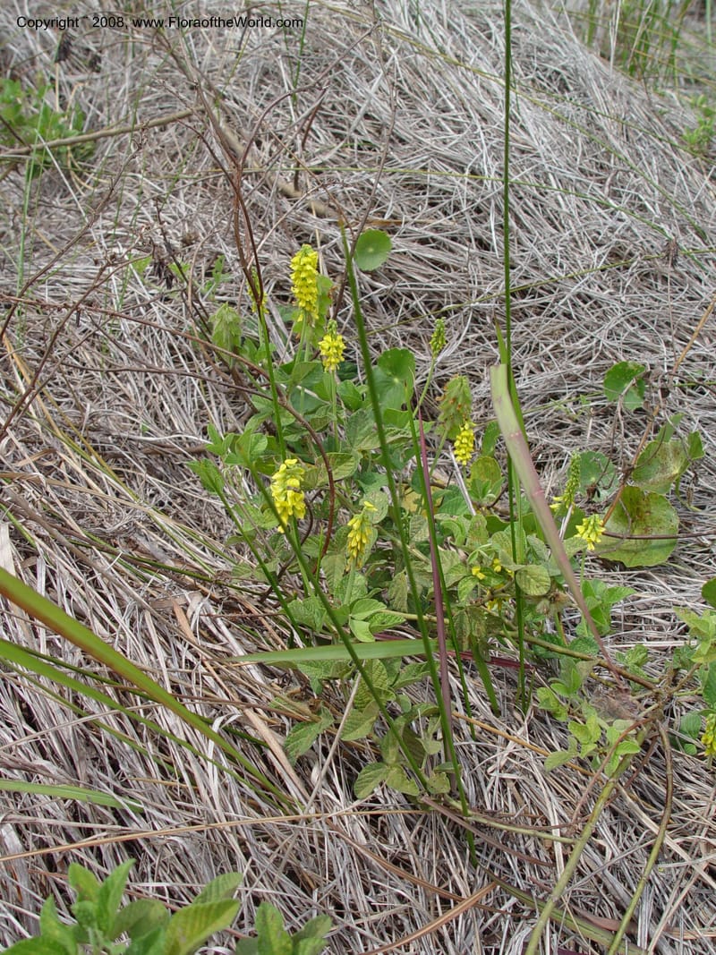 Rhynchosia--So. Africa. KwaZuluNatal. Lake Sibaya Lodge. Yellow trail. 1 Oct 03. 086.jpg