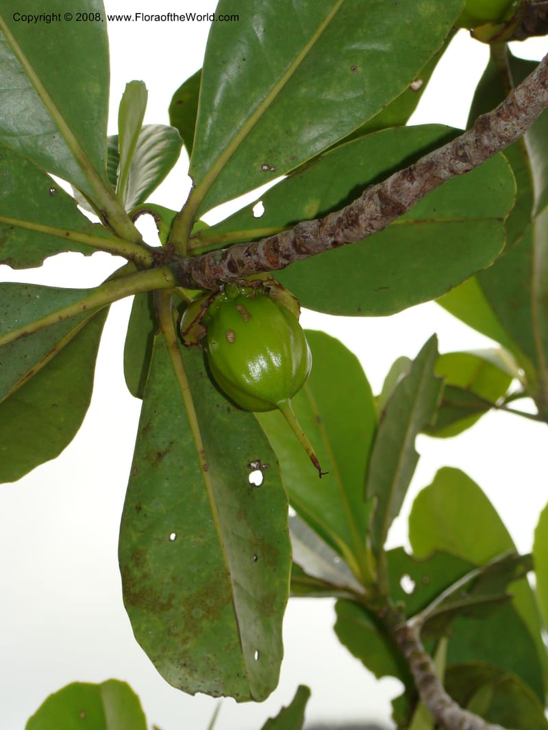 Strasburgeria robusta, JMunzinger4877--New Caledonia. Monts Dzumac. 20 Nov 07. 128.jpg