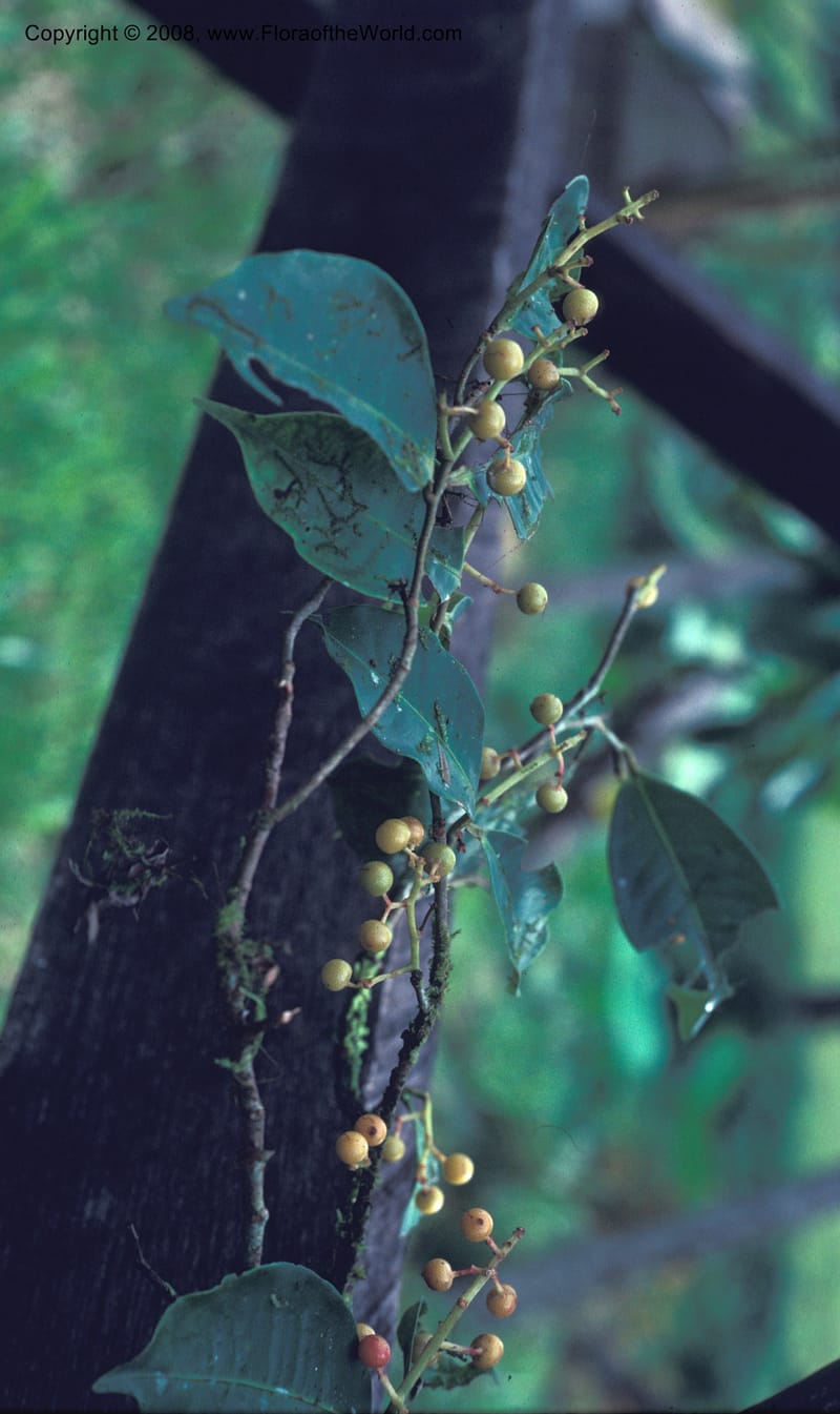 Ardisia, CDavidson8380--Costa Rica. Limon. Hda. Tapezco. 16 Aug 79. 001.jpg