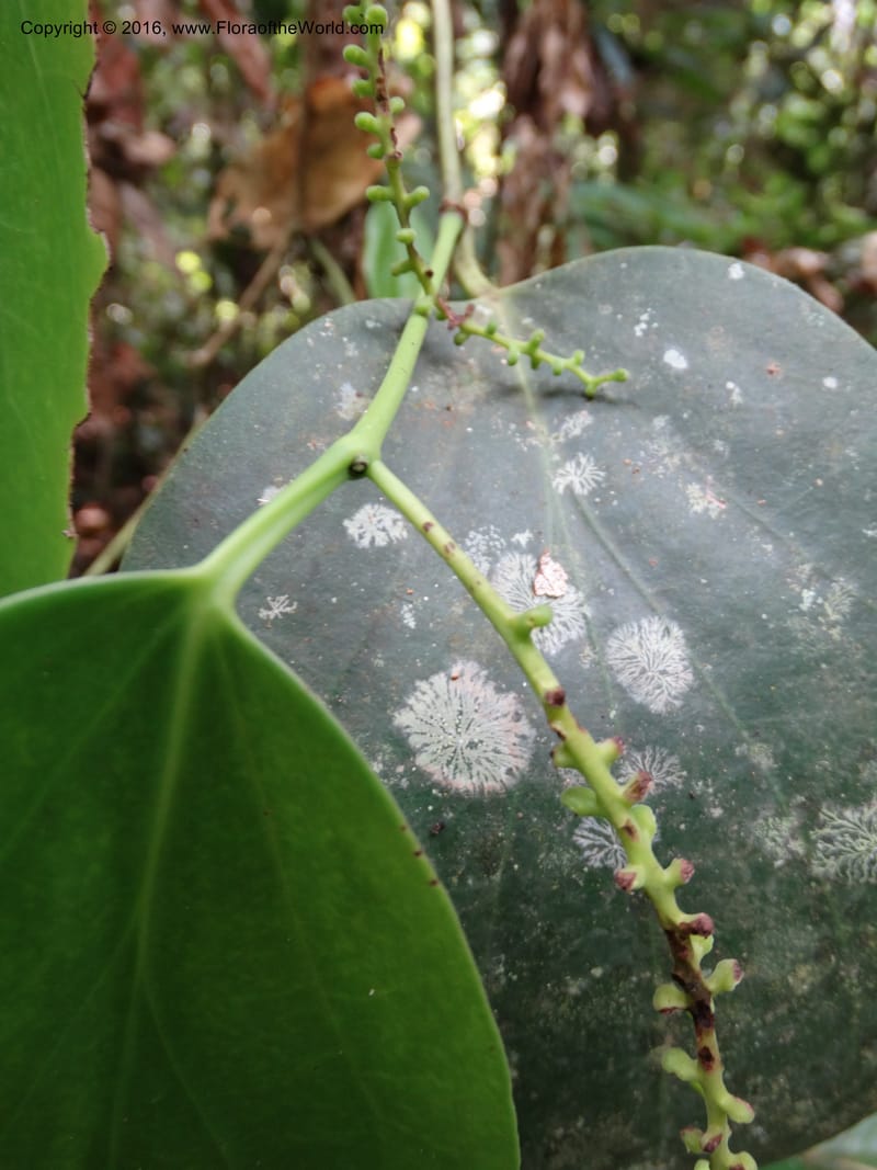 Piper, Davidson, C 12675--Sabah. Danum Valley. 4 Oct 2014. DSC01741 (218).JPG