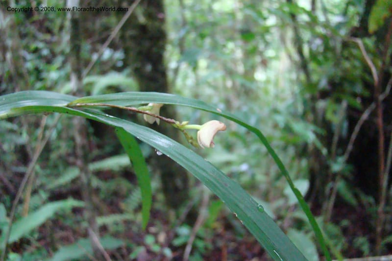 Polystachya albescens ssp. imbricata, WKindeketa2982--Tanz. Rungwe Distr. Rungwe For. Res. 24 Jan 08. 105.jpg