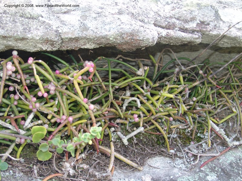 Rhipsalis baccifera--So.Africa. E. Cape. Umtamvuna Nat. Res. 11 Mch 05. 073.jpg