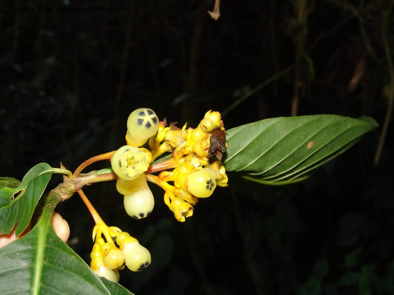Palicourea clerodendroides, Croat98781--Ecuador. Z.C. Margin of Rio Nangaritza. 17 Sep 07. 288.jpg