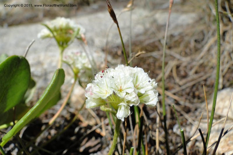Eriogonum pyrolaefolium var. coyphaeum, Davidson, C 11893--ID. Valley Co. Lick Creek Rd. 12 Aug 2011. 001 (7).jpg