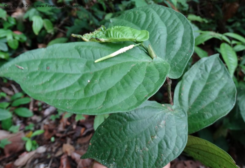 Piper, Davidson, C 12747--Sabah. Sg. Nelumad. 12 Oct 2014. DSC04383 (105).JPG