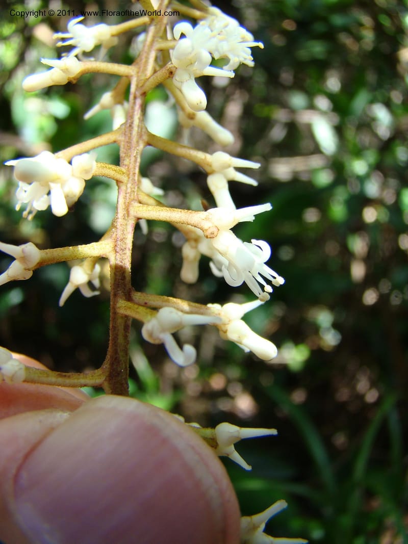 Citronella, P. Lowry 7215--New Caledonia. 618 (11).jpg