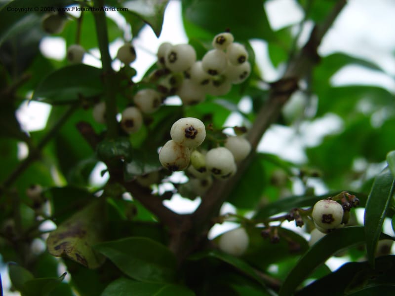 Chiococca alba--FL. St. Lucie Co. N of Ft. Pierce. 17 Jan 03. 010.jpg