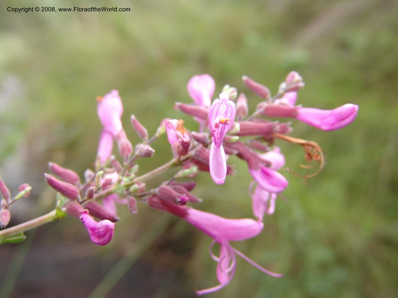 Syncolostemon rotundifolius--So.Africa. E. Cape. Umtamvuna Nat. Res. 11 Mch 05. 098.jpg