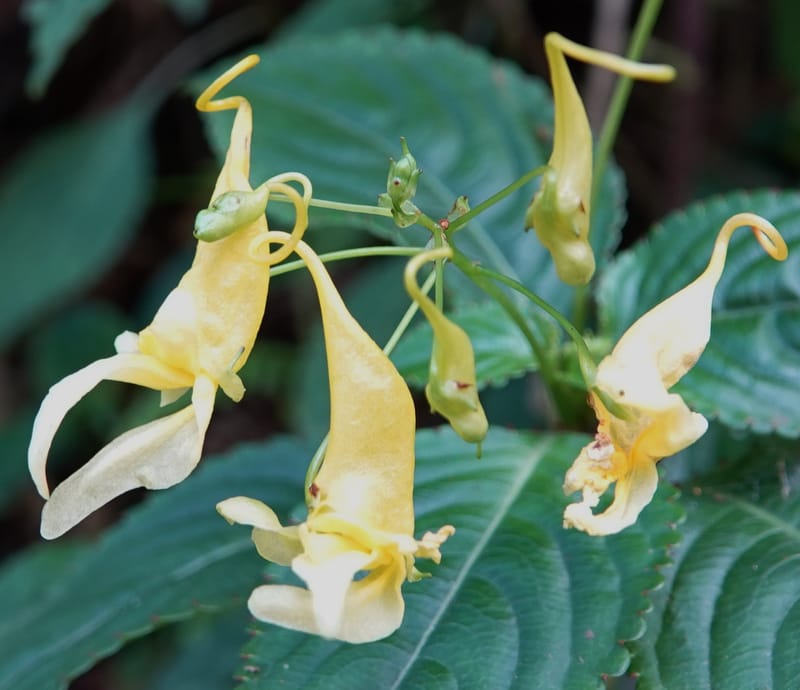 Impatiens ruiliensis, D. Boufford 44100--China. Yunnan. Lao jun Shan. 30 Apr 2018. DSC00424 (604).JPG