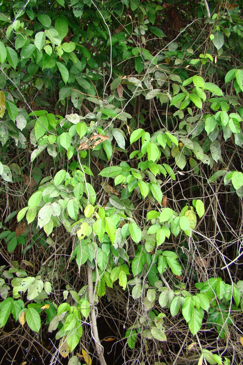 Rourea, RVasquez34844--Peru. Loreto. Dist. Nauta. Qbda Nawapa, Rio Tigre. 11 Nov 08. 260.jpg