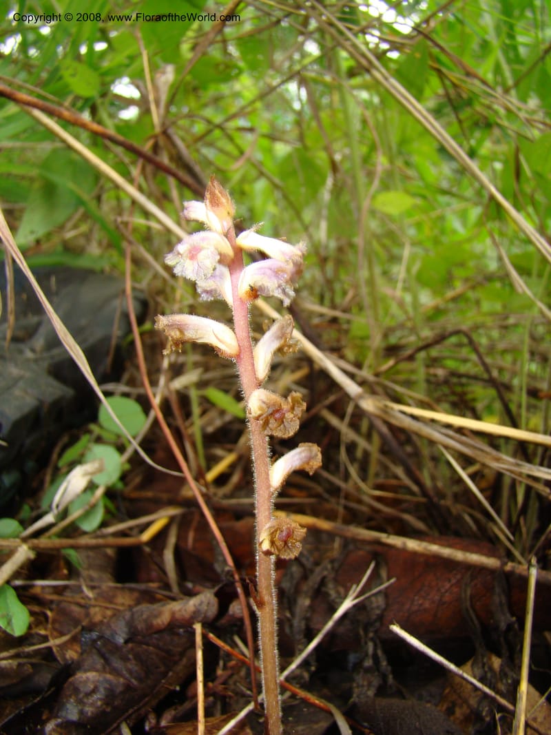 Orobanche minor, RGereau7035--Tanz. Mbeya Rural Distr. Utengule Coffee Lodge. 26 Jan 08. 215.jpg