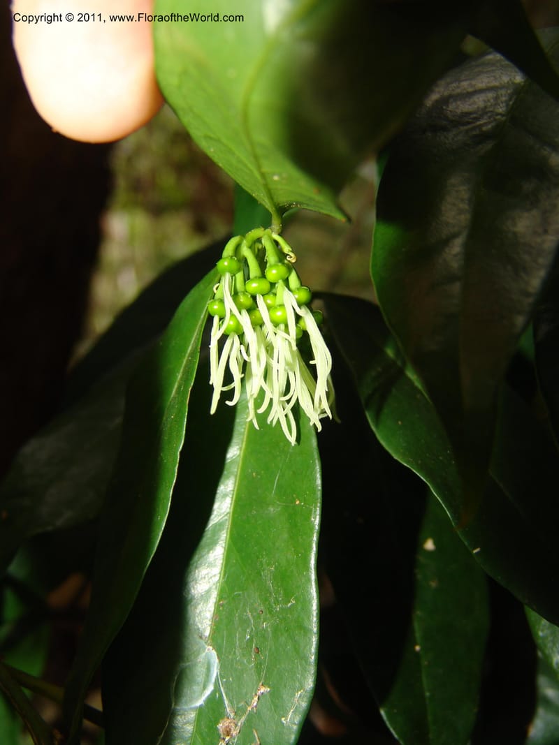 Physena madagascariensis, ZRogers1175--Madag. Antsir. Nosy Be. Lokobe Forest. 15 Nov 06. 079.jpg