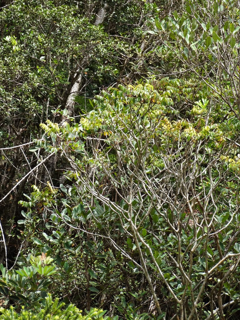 Polyscias, Lowry, P 7417--New Caledonia. PinPin. 20 Nov 2015. DSC03938 (14).JPG