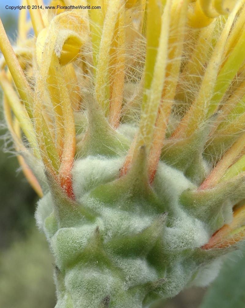 Leucospermum, Davidson, C 12268--South Africa. Western Cape. S of Swartberg Pass. 19 Jan 2014. DSC00691 (26).JPG
