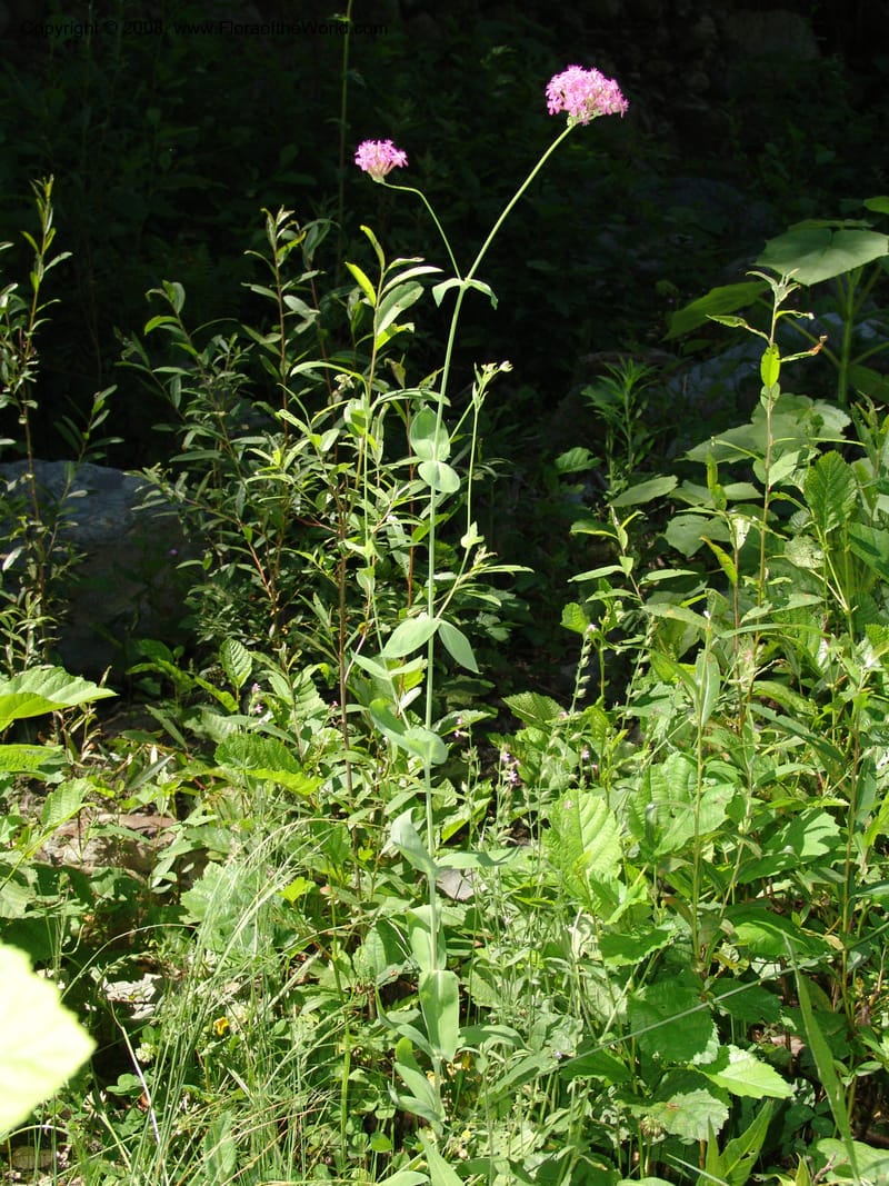 Silene compacta--Georgia. Lagodekhi  Forest Reserve. 11 Jun 05. 101.jpg