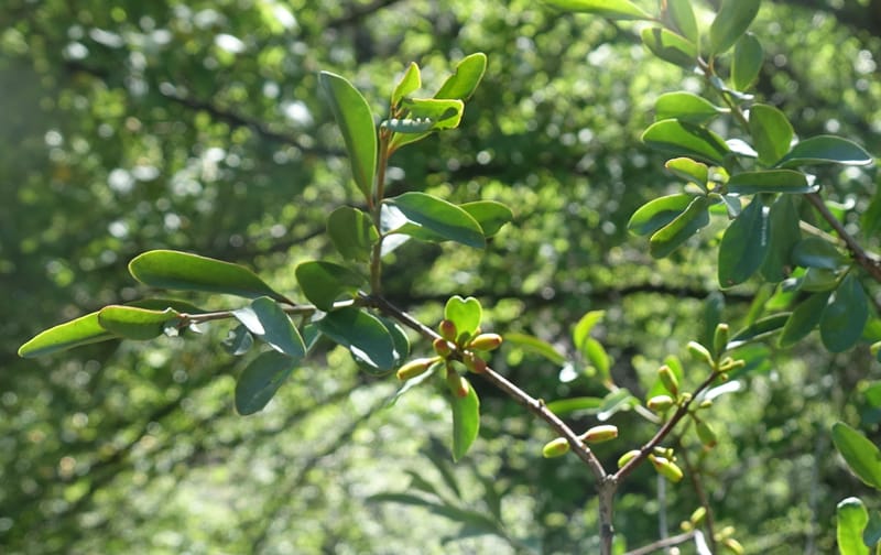 Taxillus delavayi var. delavayi, D. Boufford 43988--China. Sichuan. Yibailingba-gou. 12 Aug 2017. DSC04660 (555).JPG
