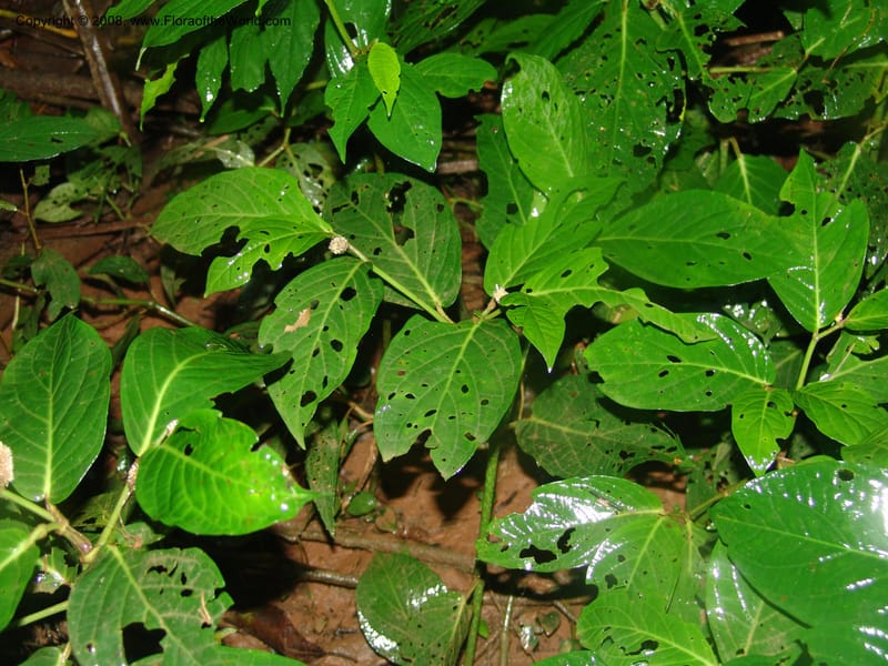 Piper longestylosum, AAraujoM1172--Bolivia. Pq. Nac. Madidi. Rio Tuichi, Rudidi Cr. 28 Nov 04. 083.jpg