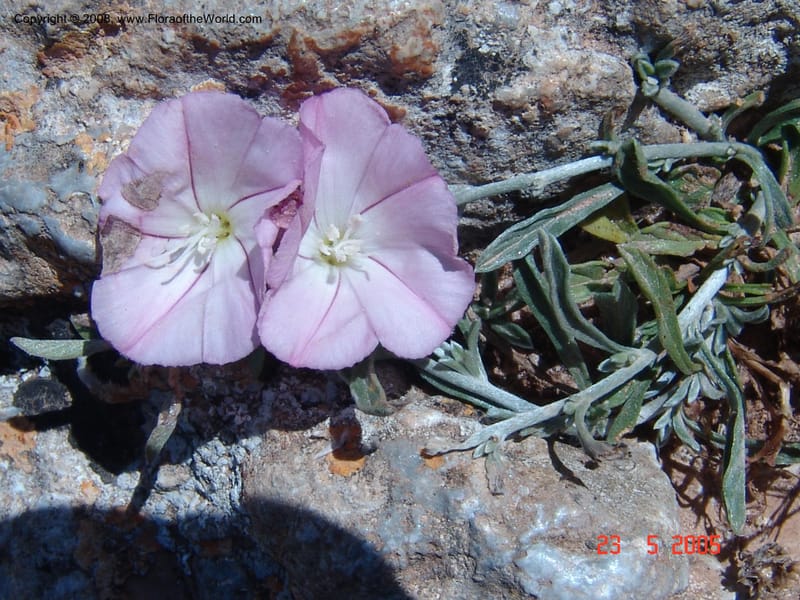 Convolvulus oleifolius--Crete. Ep. Kydonia. Akrotiri. Trail Gouvernetos . 23 May 05. 023.jpg