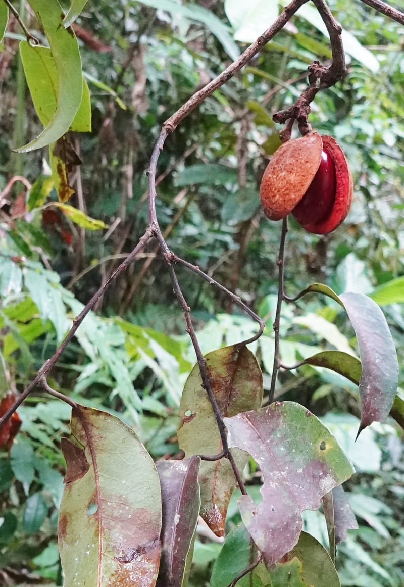 Staudtia gabonensis, C. Davidson 13939--Gabon. Maurel & Prom Oil Rd. 2 Nov. 2018. DSC01376 (251).JPG