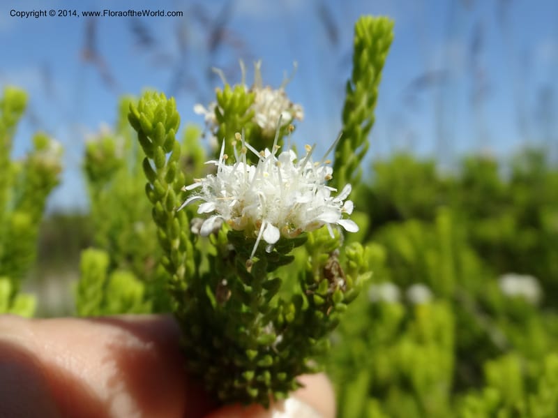 Agathosma collina, Davidson, C 12301--South Africa. Western Cape. De Hoop Nature Res. 22 Jan 2014. DSC01681 (91).JPG