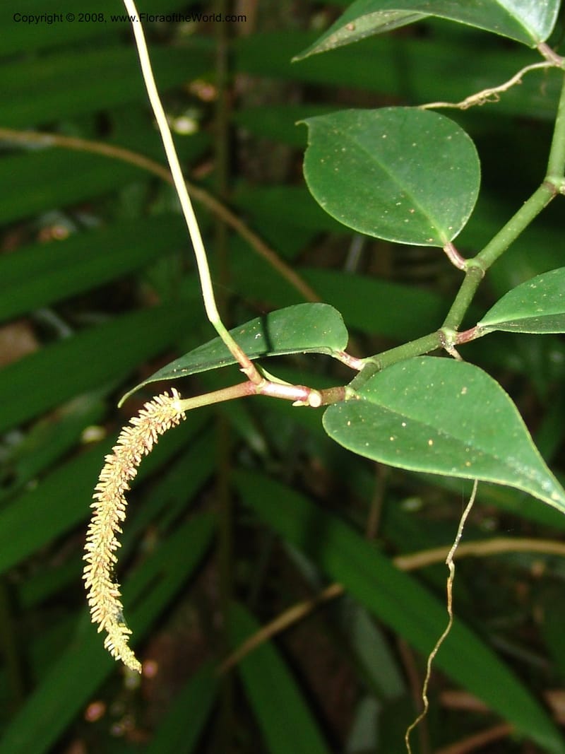 Peperomia, AAraujoM1252--Bolivia. Pq. Nac. Madidi. Chalalan. Send. Anta. 30 Nov 04. 268.jpg