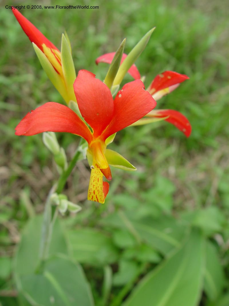 Canna indica--So. Africa. Natal Bot. Gard. 6 Oct 03. 057.jpg