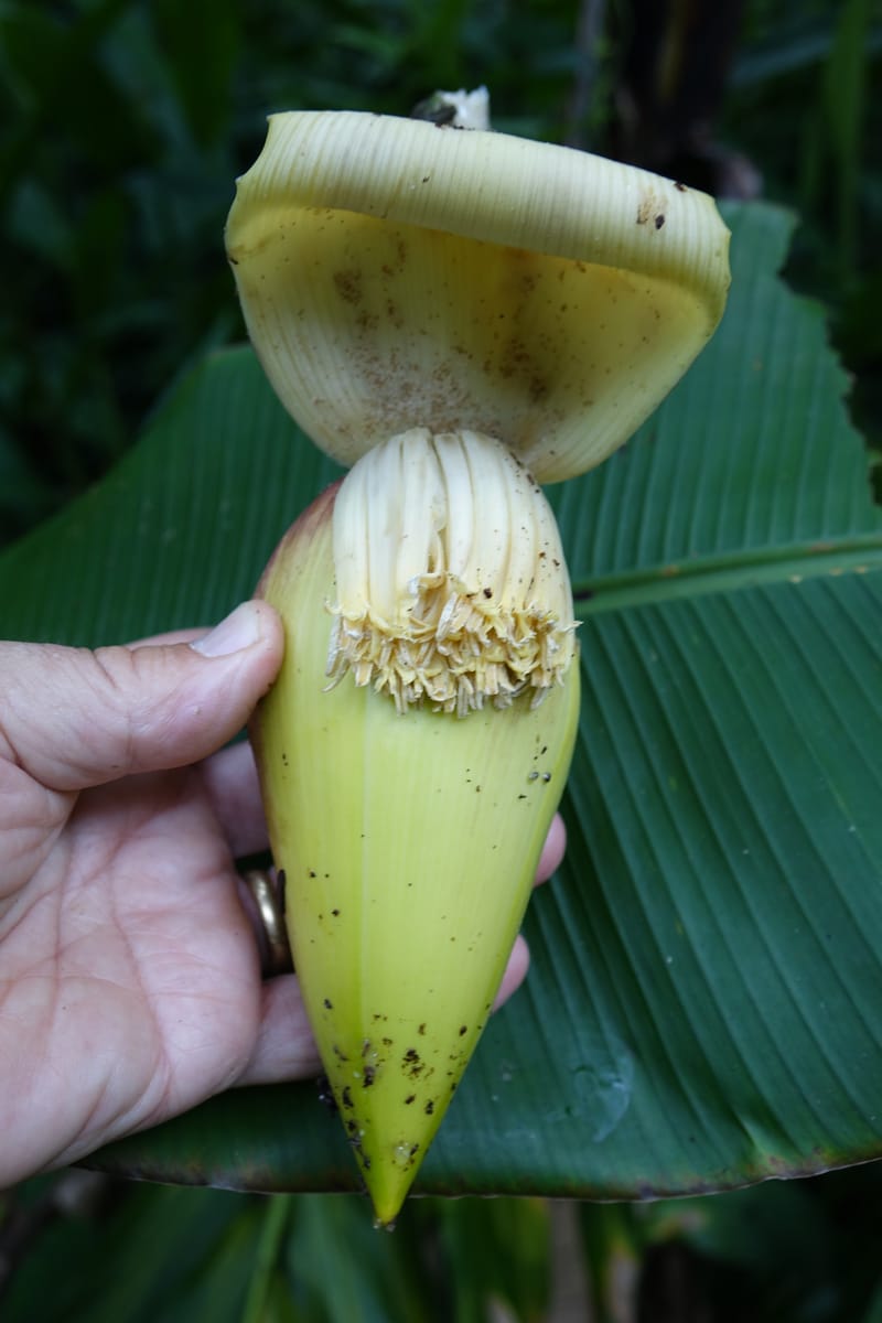 Musa formosana, Chung Kuo-Fang 3351--Taiwan. Wulai Distr. Wulai village. Hsing Hsian Trail. 19 May 2016. DSC03046 (165).JPG