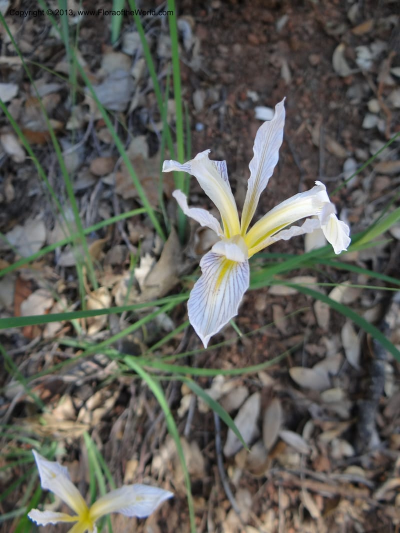 Iris tenuissima, Davidson, C 12132--Calif. Nevada Co. 19 Apr 2013. DSC03196 (5).JPG