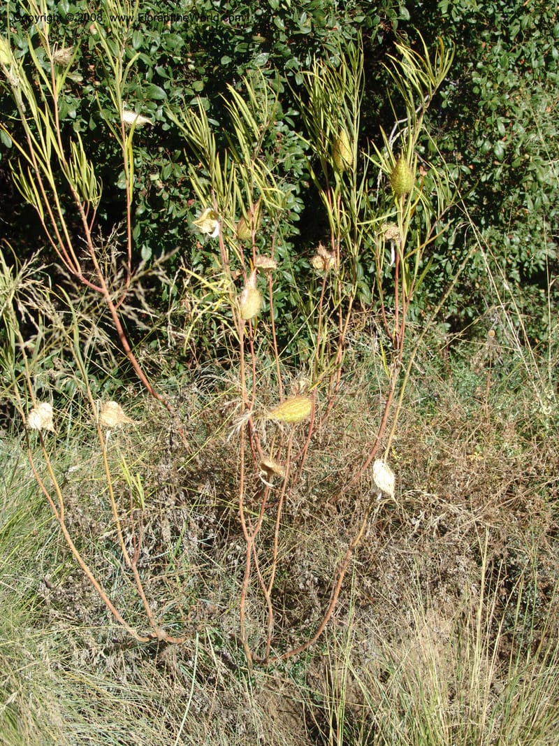 Gomphocarpus fruticosus--So.Africa. E. Cape. Joubert's Pass, SE of Lady Gray. 9 Mch 05. 211.jpg