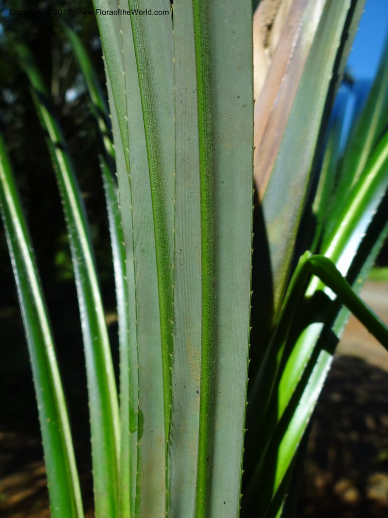 Pandanus discostigma, Callmander 1034--Malaysia. Sabah. Tahan Niaga Plantation. 8 Apr 2012. DSC07609 (69).JPG
