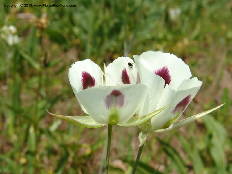 Calochortus eurycarpus, CDavidson11122--ID. Adams Co. For. Serv. Rd. 453, to Goose Lk. 20 Jul 07. 268.jpg
