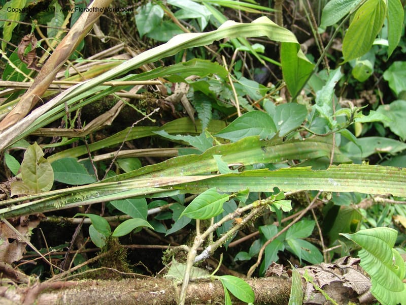 Pitcairnia, Croat 95144--Ecuador. Esmeraldas. Alto Tambo. 21 Feb 05. 260 (11).jpg