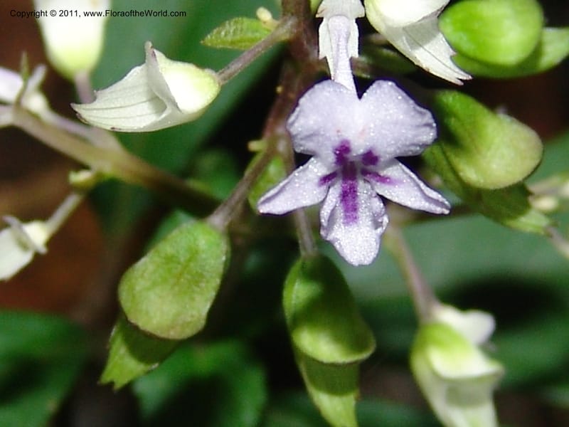 Plectranthus, ROR1600--Madag. Parc Nat. Montagne d'Ambre. 11 Nov 06. 404.jpg