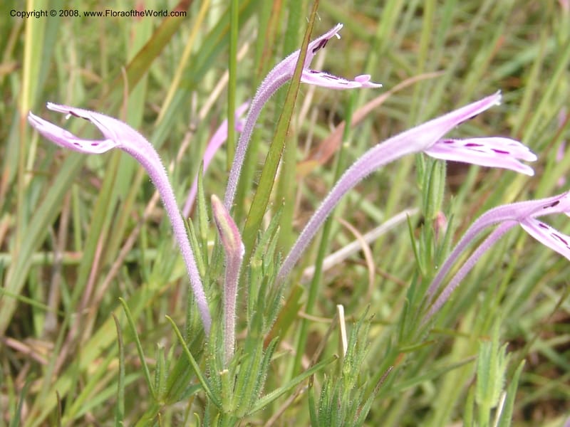 Siphonoglossa linifolia--So.Africa. Mpumal. Moodie Mts.  18 Mch 05. 083.jpg