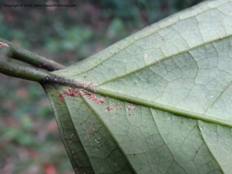 Xanthophyllum, Davidson, C 12912--Sabah. Sub-stesen Sayap. 26 Mar 2015. DSC00551 (99).JPG