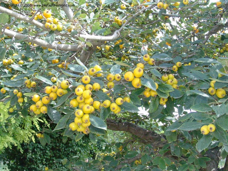 Crataegus pubescens f. stipulacea--France. Paris. Jardin des Plantes. 4 Sep 07. 381.jpg