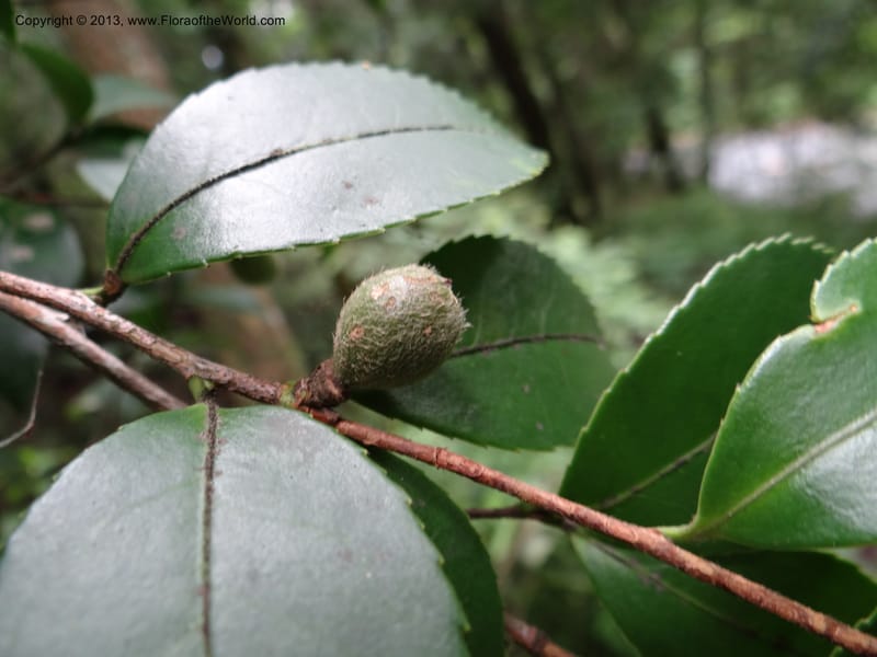 Camellia oleifera, Davidson, C 11952--China. Zhejiang Priv. Tian Mu Shan. 31 May 2012. DSC00927 (82).JPG