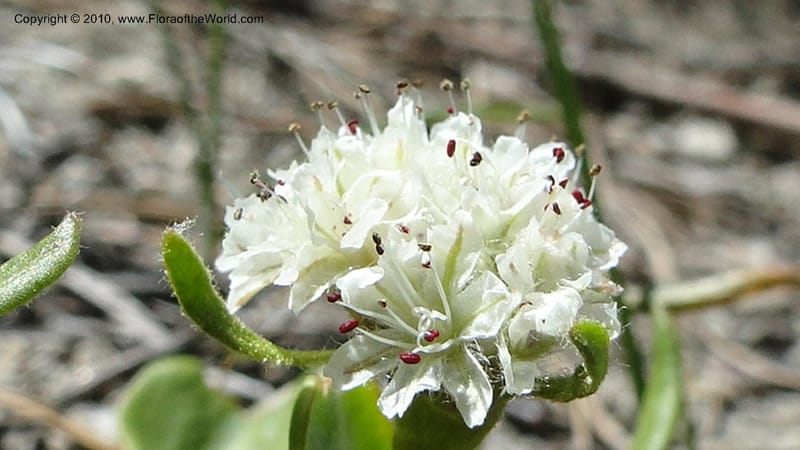 Eriogonum pyrolaeifolium var coryphaeum, C. Davidson 11759--ID. Valley Co. Road to Gold Fork Looklout. 16 July 2010. 109 (4).jpg
