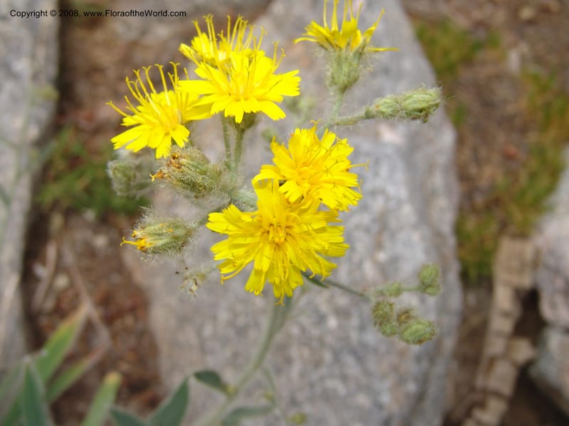 Hieracium cynoglossoides, CDavidson11103--ID. Valley Co. Top of Brundage Mtn.. 15 Jul 07. 085.jpg