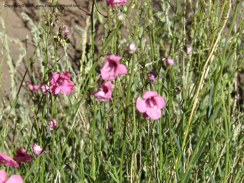 Diascia integerrima--So.Africa. E. Cape. Joubert's Pass, SE of Lady Gray. 9 Mch 05. 147.jpg