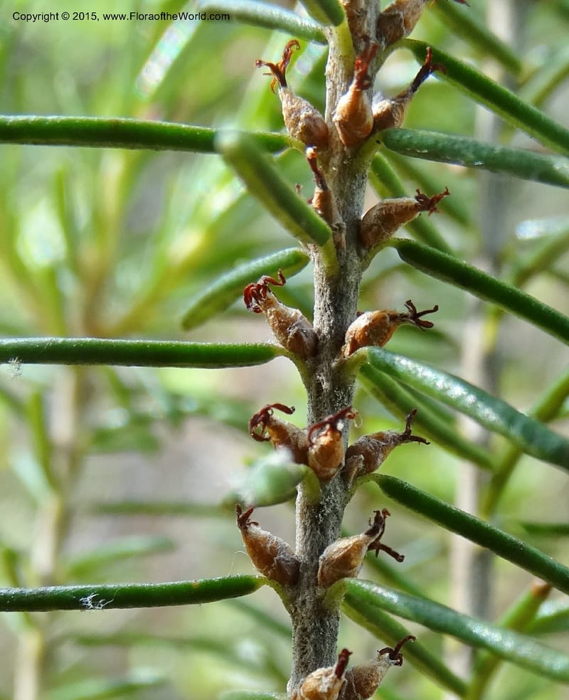 Ceratiola ericoides, Davidson, C 13062--South Carolina. Lexington Co. Redmond Rd. 20 May 2015. DSC06945 (11).JPG