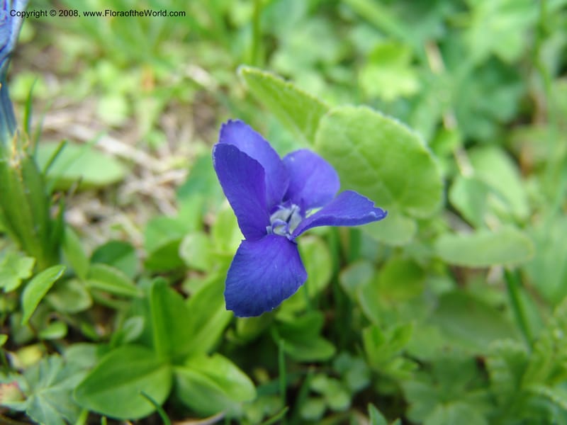 Gentiana angulosa--Georgia. Kazbeki . Trail-road to Sameba Church. 2 Jun 05. 071.jpg
