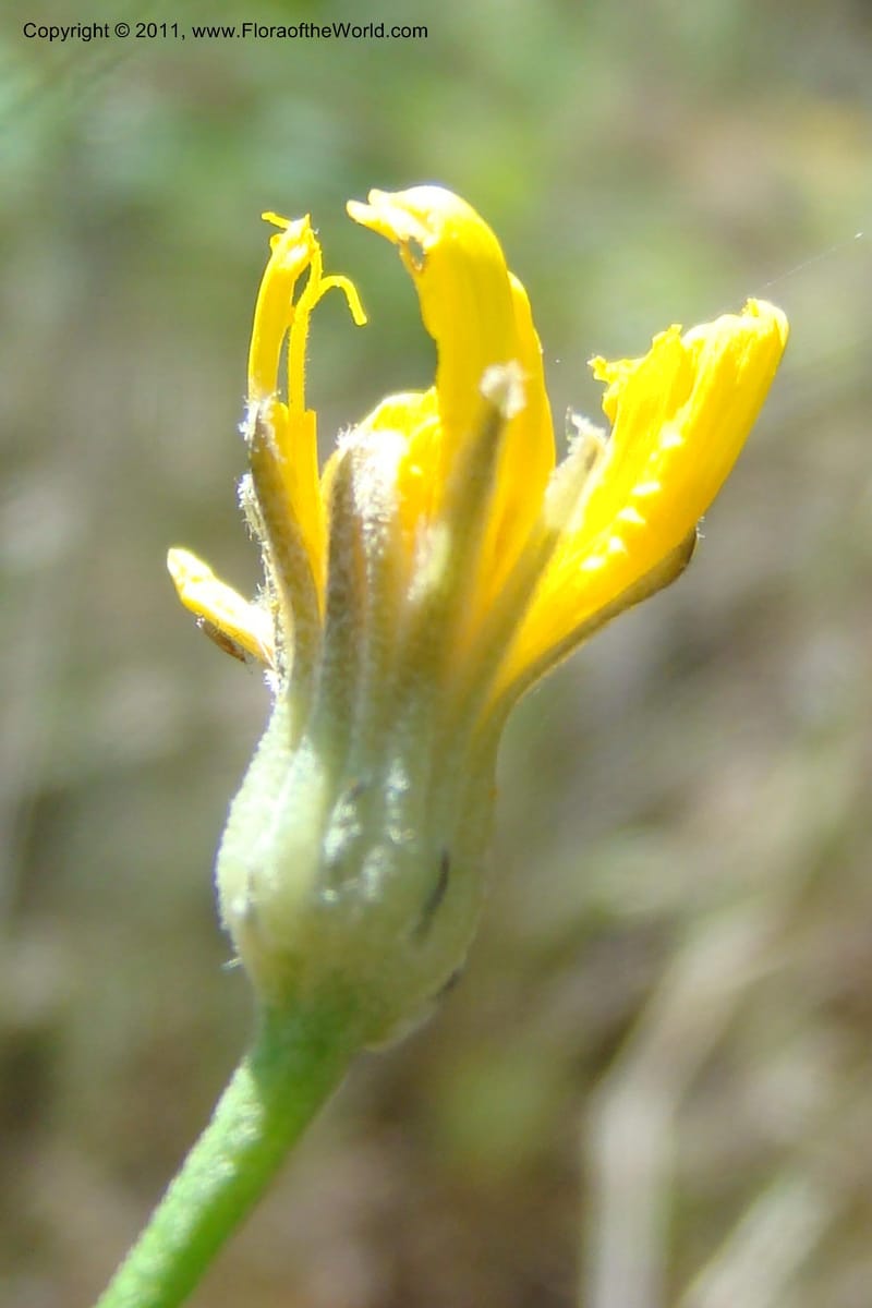 Crepis atrabarbata, C. Davidson 11389--IIdaho. Idaho Co. Salmon River. Shepp Ranch. 28 May 2009. 182.jpg