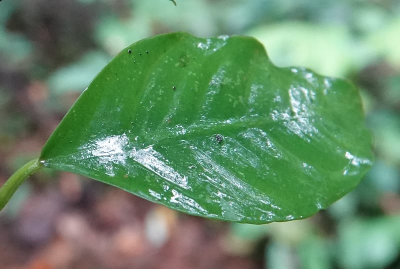 Anubias, C. Davidson 13942--Gabon. Maurel & Prom Oil Rd. 2 Nov. 2018. DSC01376 (73).JPG