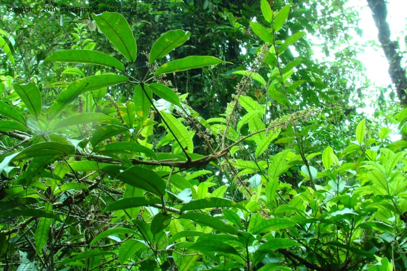 Schefflera, B. Hammel 25155--Costa Rica. Prov. Heredia. Braulio Carillo N. P. 19 April 09. 231.jpg