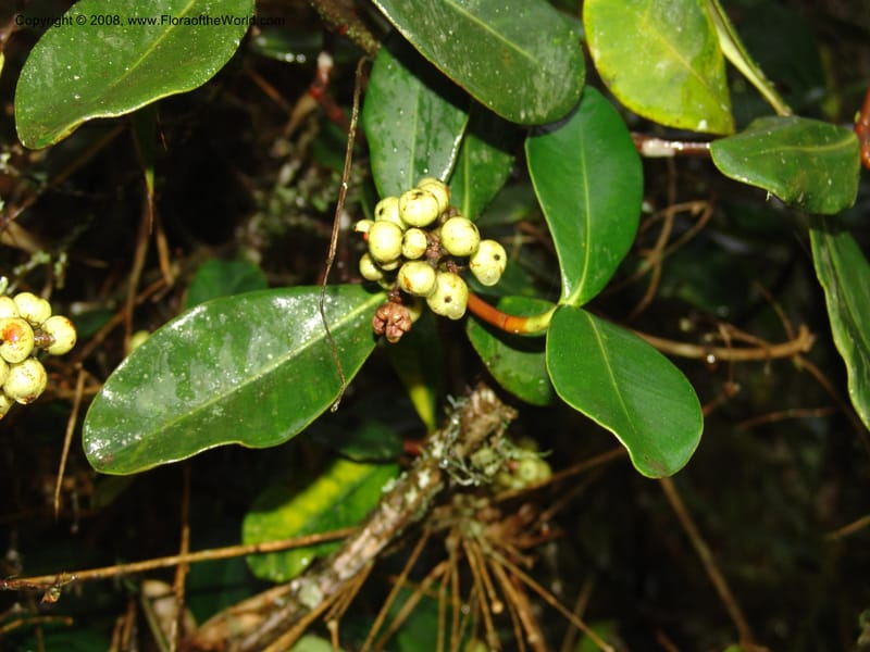 Clusia trochiformis--Peru. Macchu Pichu. 23 Oct 07. 011.jpg