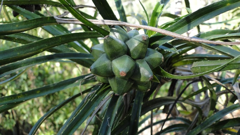 Pandanus dyckioides--Madagascar. Tsimbazaza. 30 April 2010 023 (5).jpg