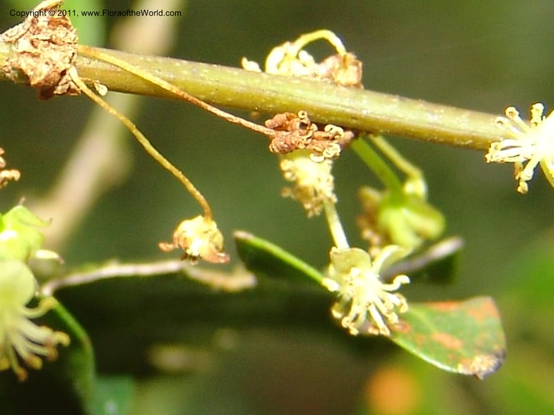 Erythroxylum, ROR1589--Madag. Parc Nat. Montagne d'Ambre. 11 Nov 06. 190.jpg