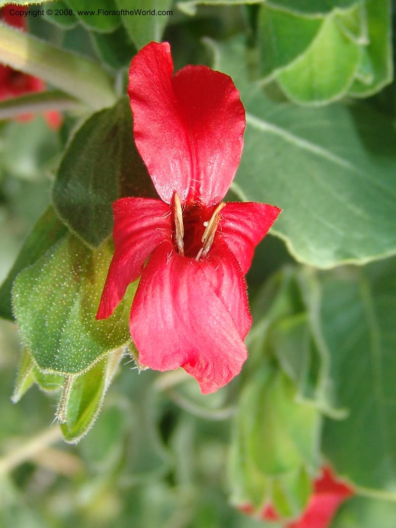 Petalidium bracteatum--So. Africa. Lowveld Nat. Bot. Gard. 14 Mch 05. 269.jpg