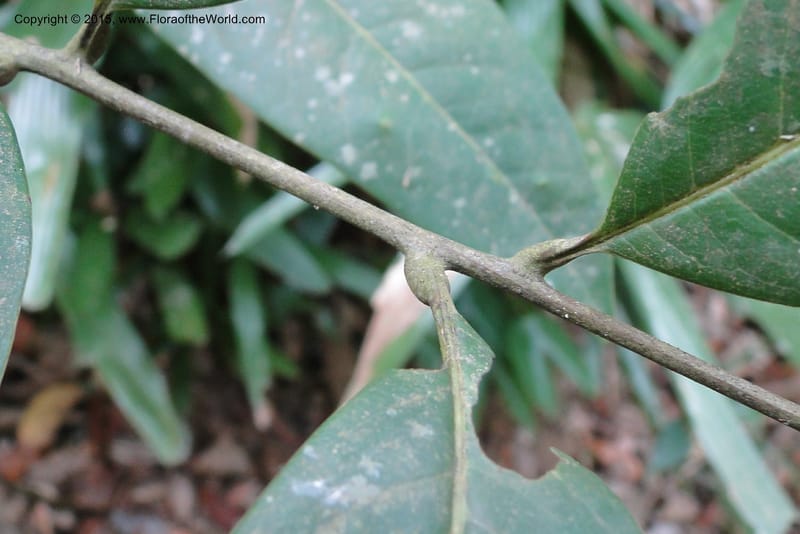 Aglaia, Regalado 1857--Viet Nam. Unknown mountain. 10 May 2011. 115 (20).jpg